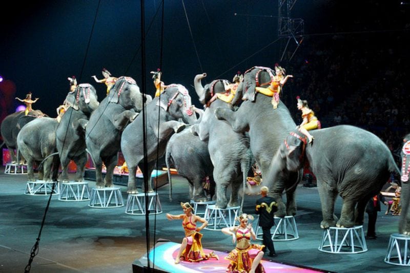 Elefantes-en-un-circo-en-una-i_54392837668_54028874188_960_639