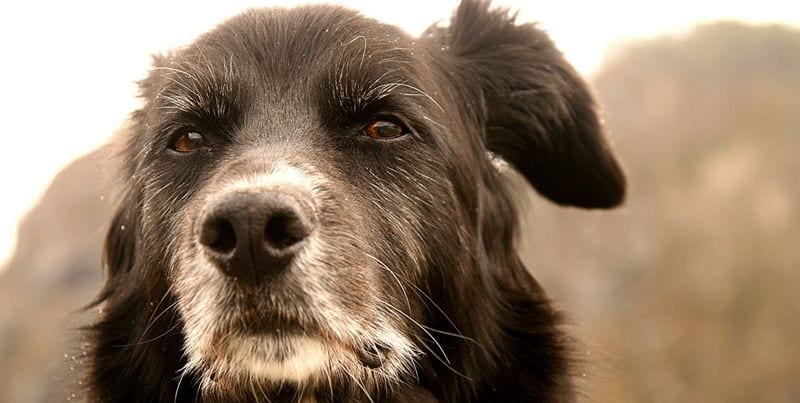 Perro-viejo